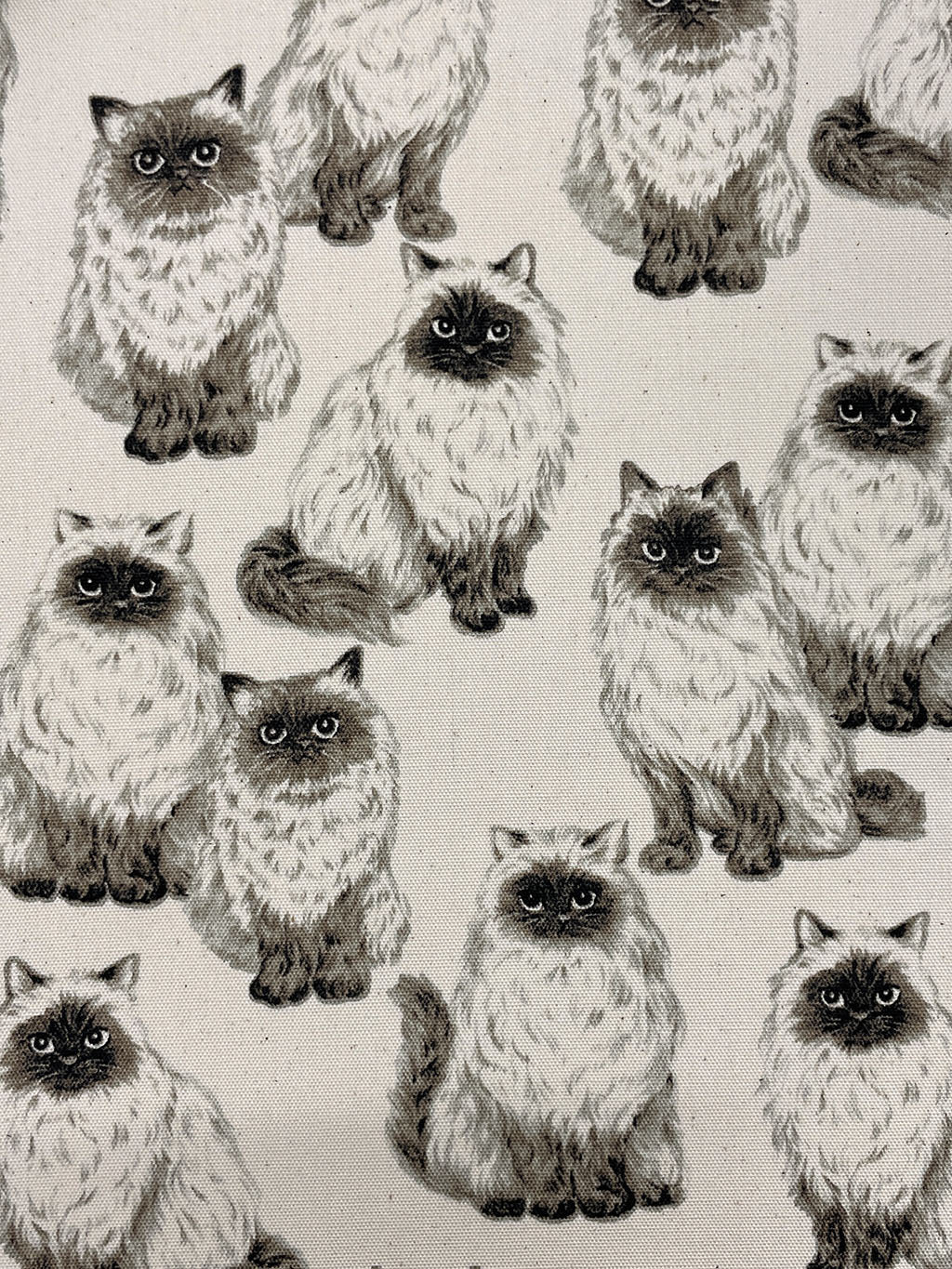 Sevenberry | Persian Cats - Natural £16pm